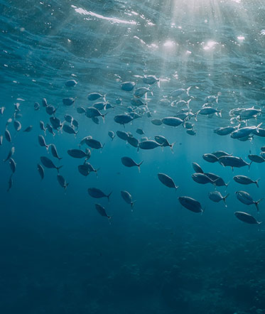 Swimming school of fish in ocean under water surface