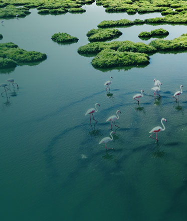 Bird's eye view of a group of flamingos standing in a body of water